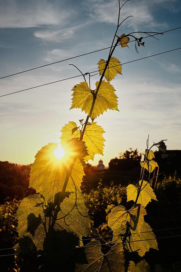 Loisium Wine & Spa Hotel Suedsteiermark เอห์เรนเฮาเซน ภายนอก รูปภาพ