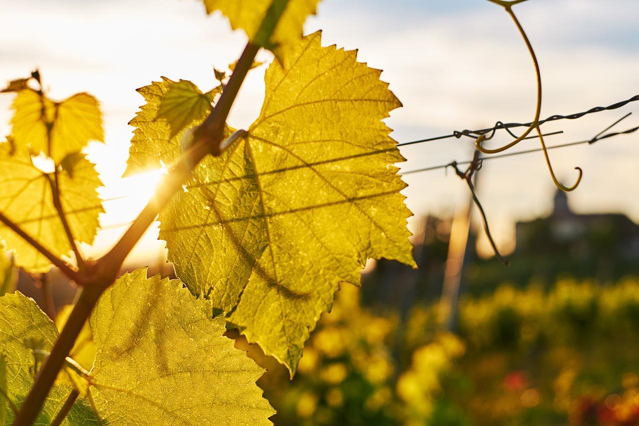 Loisium Wine & Spa Hotel Suedsteiermark เอห์เรนเฮาเซน ภายนอก รูปภาพ